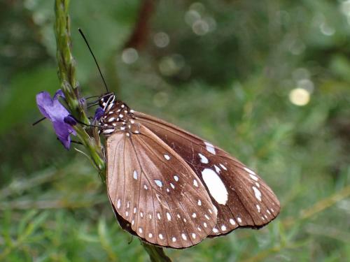 Euploea lewinii montrouzieri